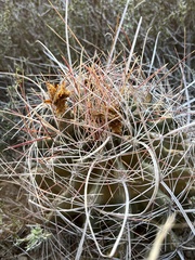 Hamatocactus hamatacanthus