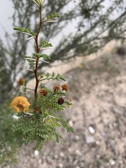Vachellia vernicosa