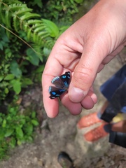 Orophila
