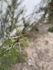 Vachellia vernicosa