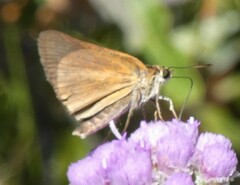 Euphyes dukesi calhouni