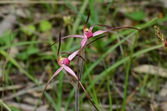 Caladenia versicolor