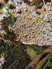 Scytinium lichenoides