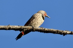 Colaptes auratus cafer