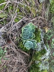 Echeveria secunda