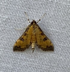 Ategumia ebulealis