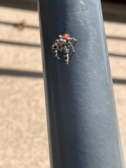 Phidippus adumbratus