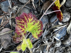 Vitis californica