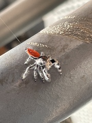 Phidippus adumbratus