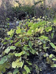 Vitis californica