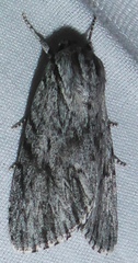 Acronicta extricata