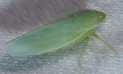 Gyponana angulata