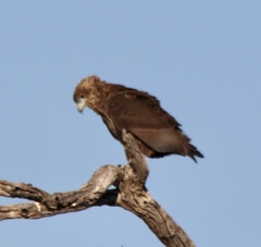 Terathopius ecaudatus