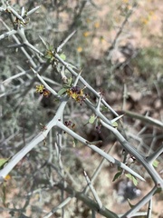 Sarcomphalus obtusifolius