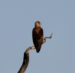 Terathopius ecaudatus