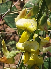 Crotalaria retusa