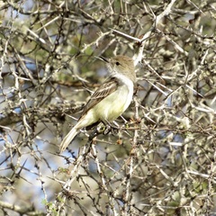 Myiarchus magnirostris