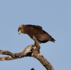 Terathopius ecaudatus