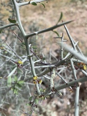 Sarcomphalus obtusifolius