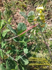 Crotalaria retusa