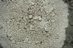 Caliciaceae