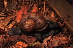 Macrocyclis peruvianus