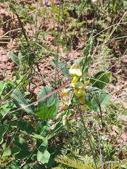 Crotalaria retusa