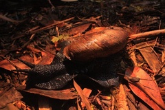Macrocyclis peruvianus
