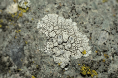 Caliciaceae