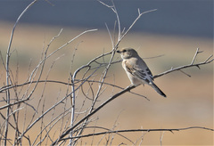 Lanius borealis