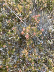 Melaleuca squamea