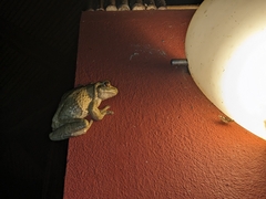 Trachycephalus vermiculatus