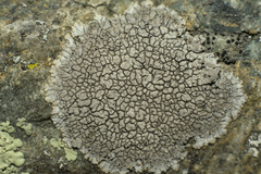 Caliciaceae