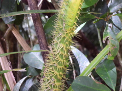 Calamus moti