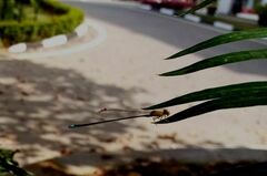 Pseudagrion rubriceps