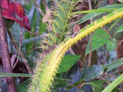 Calamus moti
