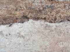 Tetraponera rufonigra