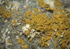 Polycauliona candelaria