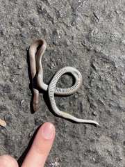 Contia tenuis