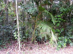 Calamus moti