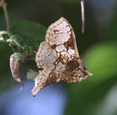 Megastes praxiteles