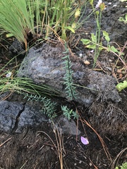Pellaea ternifolia