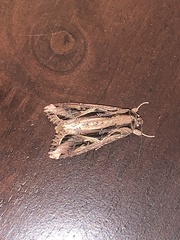 Spodoptera dolichos