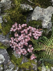 Sedum goldmanii