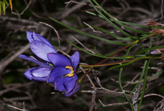 Cheiranthera alternifolia