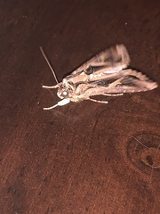 Spodoptera dolichos