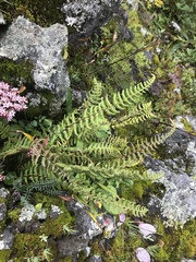Myriopteris myriophylla