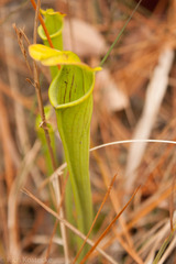 Sarracenia alata