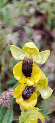 Ophrys lutea