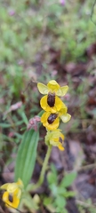 Ophrys lutea